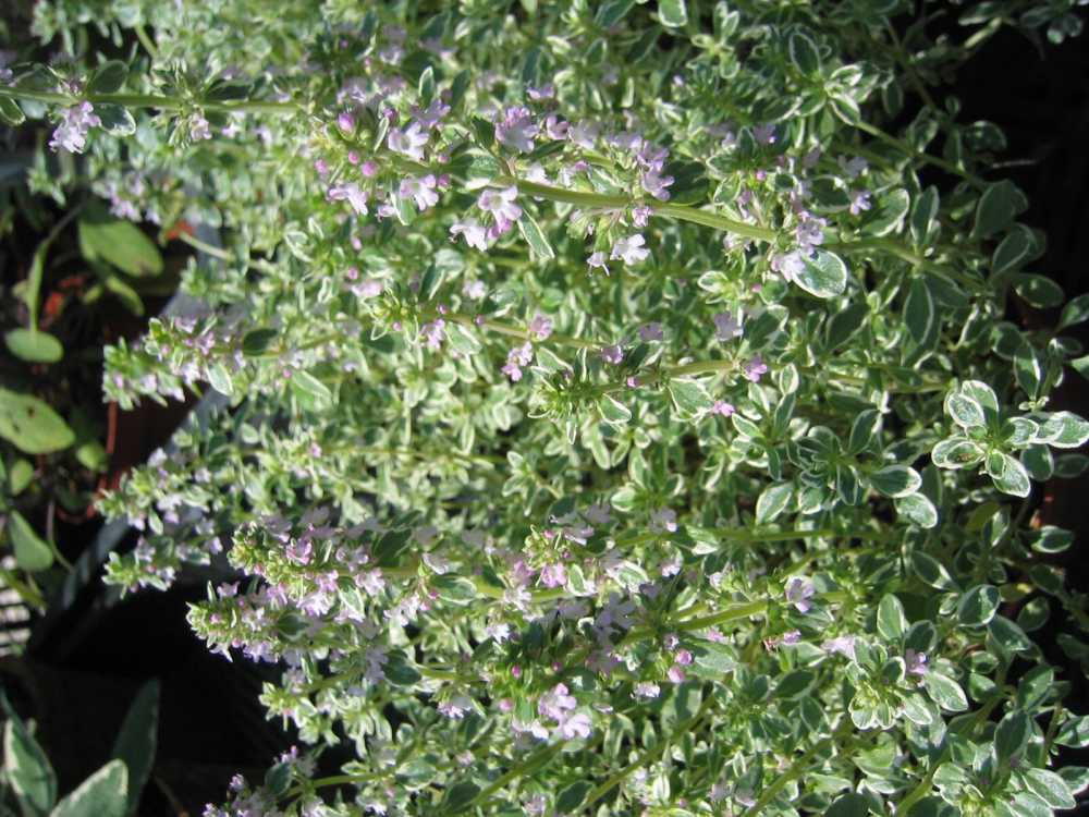 Thymus citriodorus 'Silver Queen' (Thymian)